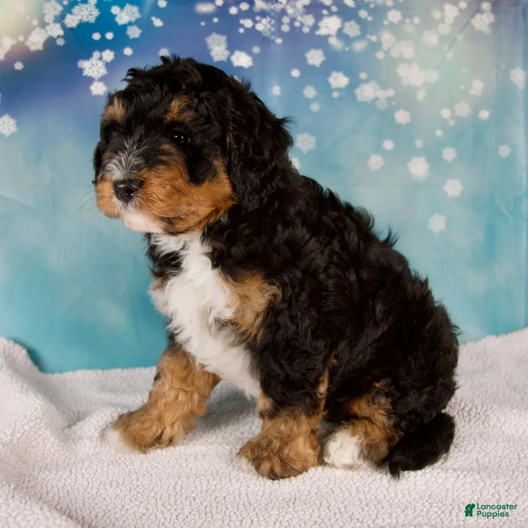 Mini Bernedoodle dogs for sale: Caiden - Ad 3