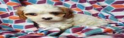 Cavachon dogs for sale: Ava - Ad 4