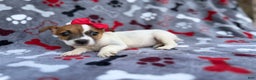 Jack Russell Terrier dogs for sale: Briar - Ad 5