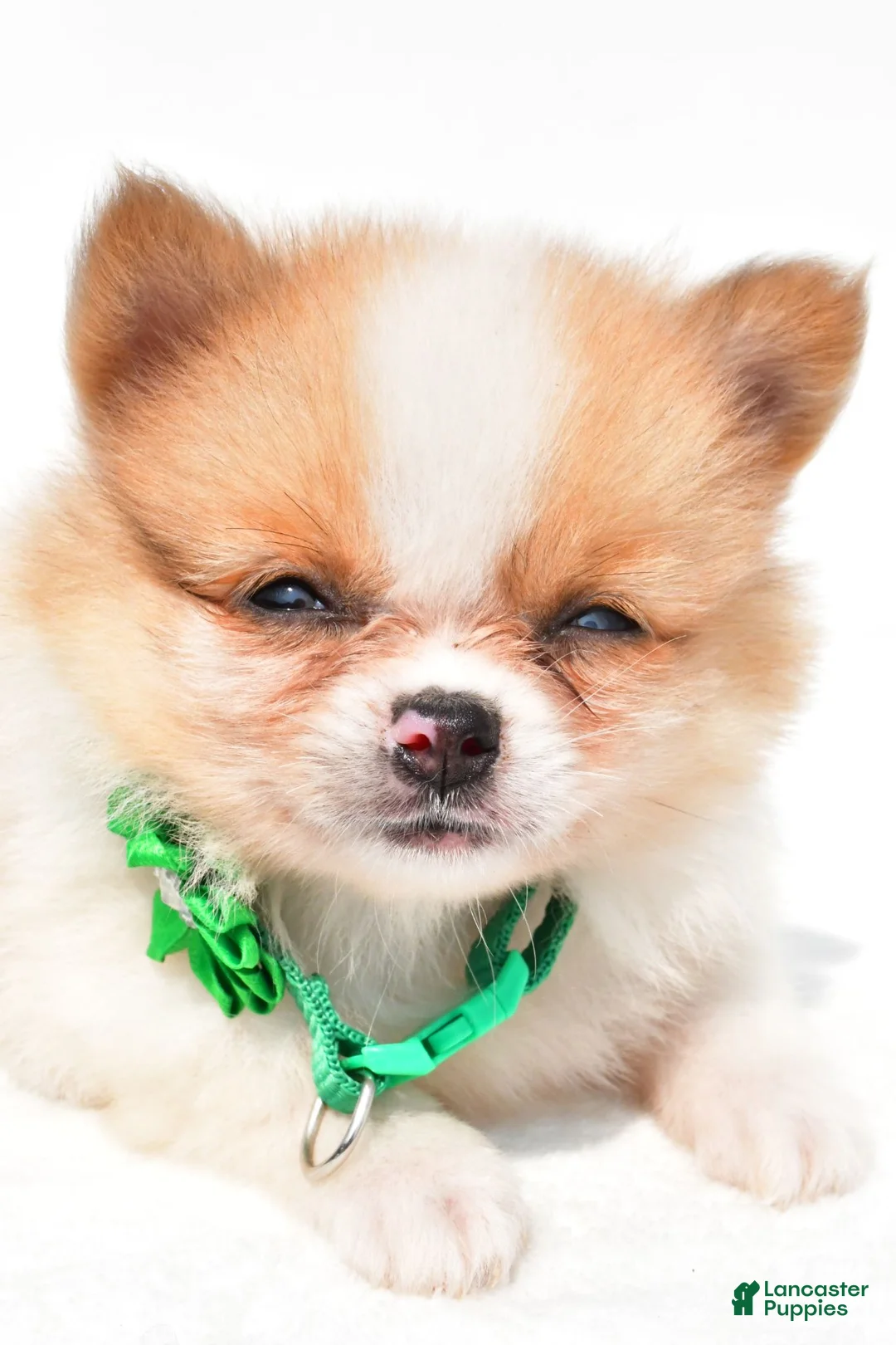 Pomeranian dogs for sale: Sandy - Ad 2