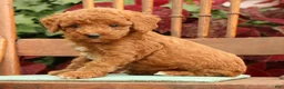 Miniature Poodle dogs for sale: Tori - Ad 6