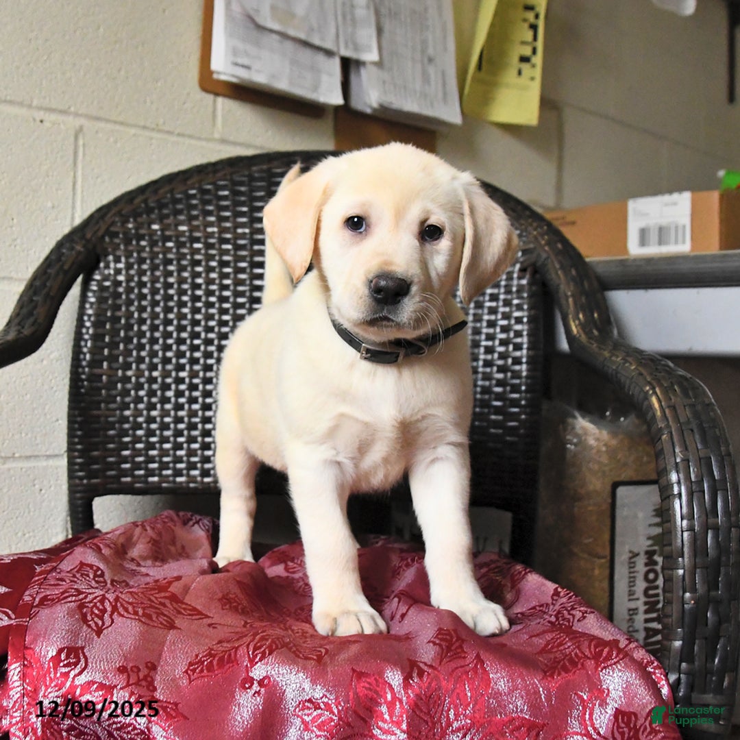 Labrador Retriever dogs for sale: Bailey - Ad 4