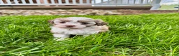 Mixed Breed dogs for sale: Tessa - Ad 4