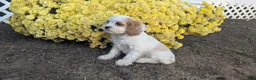 Cavapoo dogs for sale: Mr Colby - Ad 21