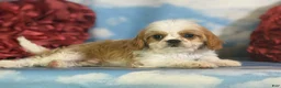 Cavapoo dogs for sale: Chipotle - Ad 4