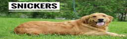 Golden Retriever dogs for sale: Snow Ball - Ad 8