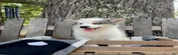 Mixed Breed dogs for sale: Layla - Ad 6