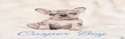 French Bulldog dogs for sale: Casper Boy - Ad 5