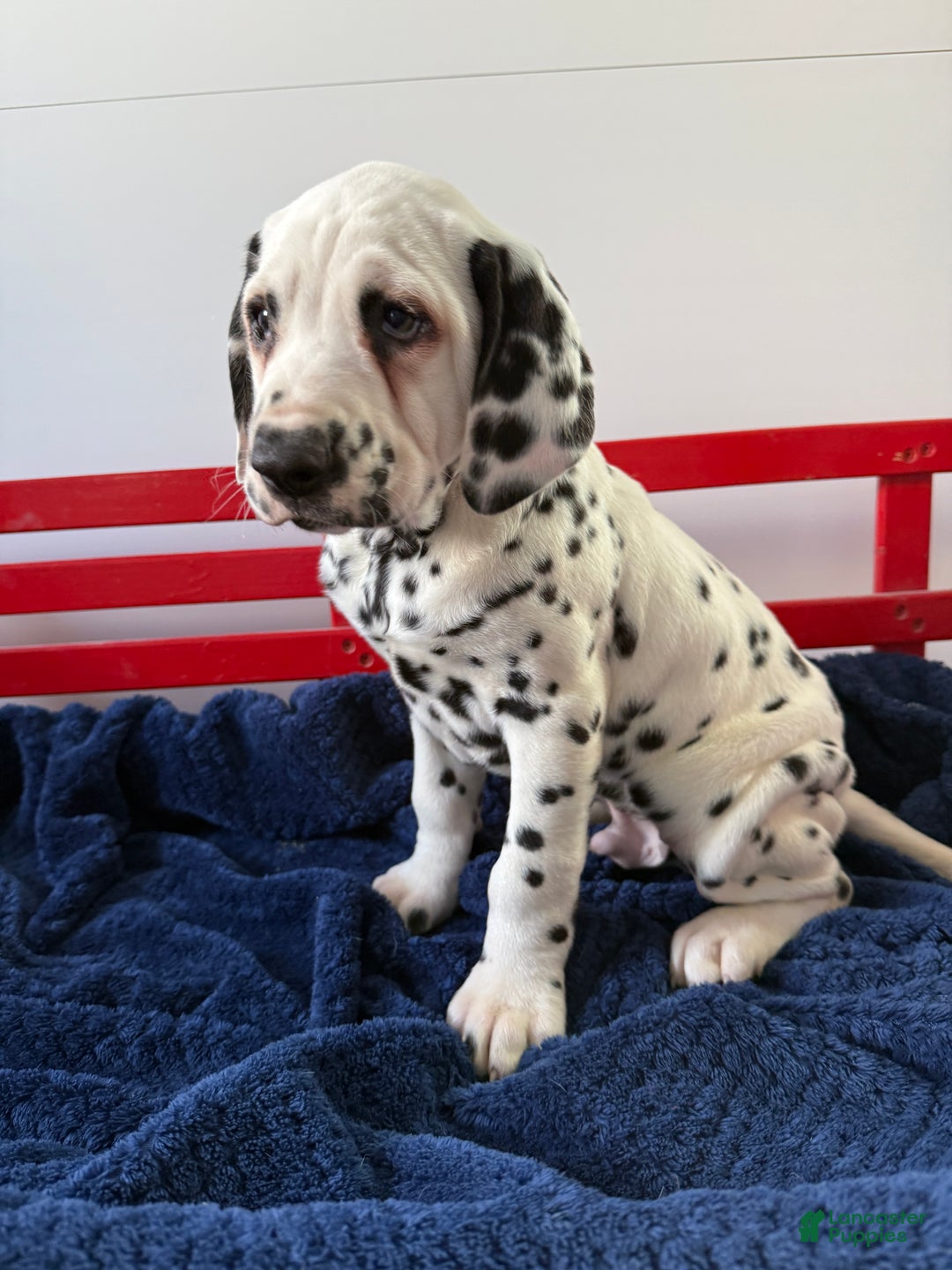 Dalmatian dogs for sale: Tommy - Ad 16