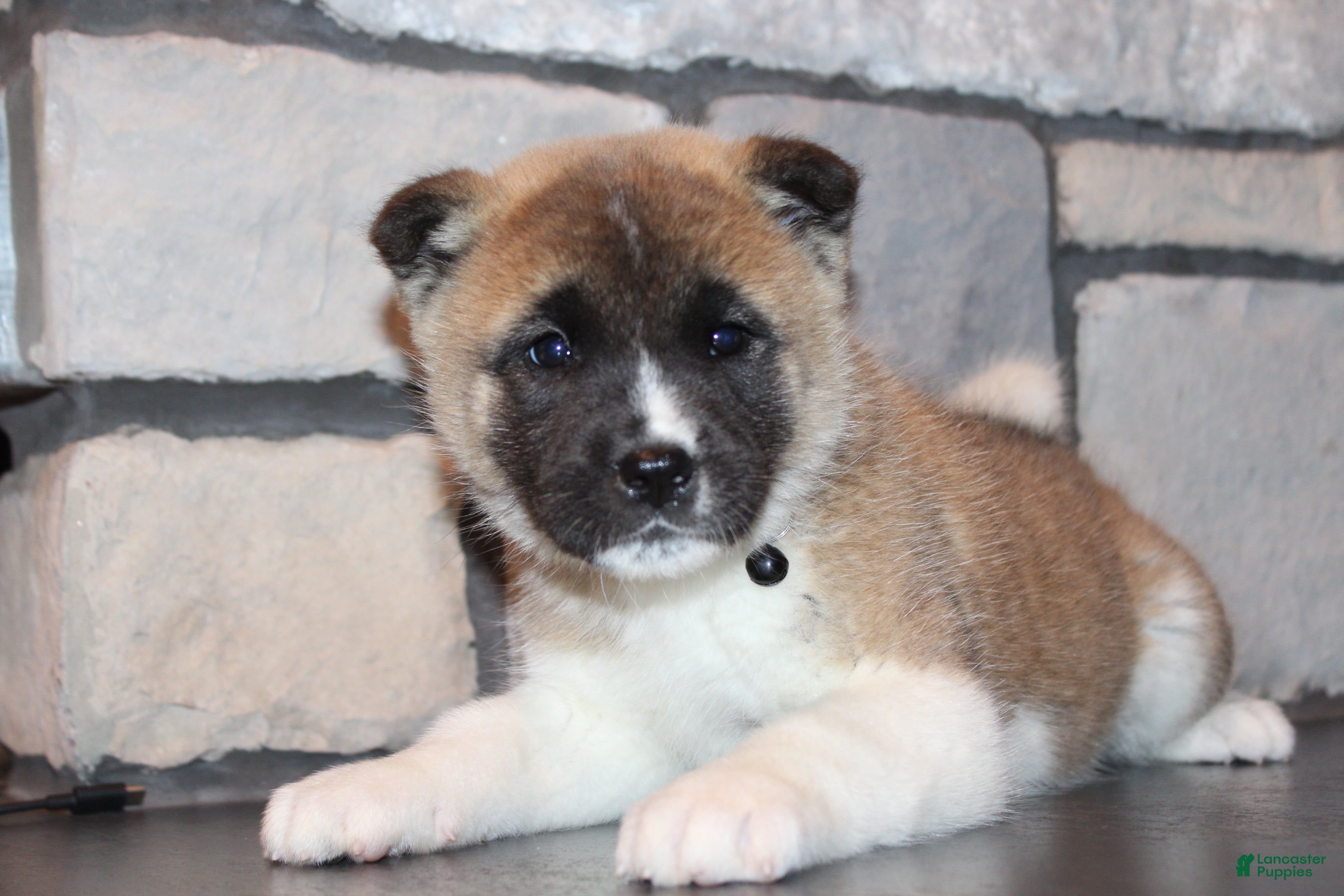 Akita dogs AKC Roxy - Ad 2