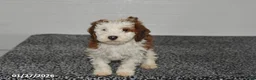 Mini Sheepadoodle dogs for sale: Leo - Ad 4