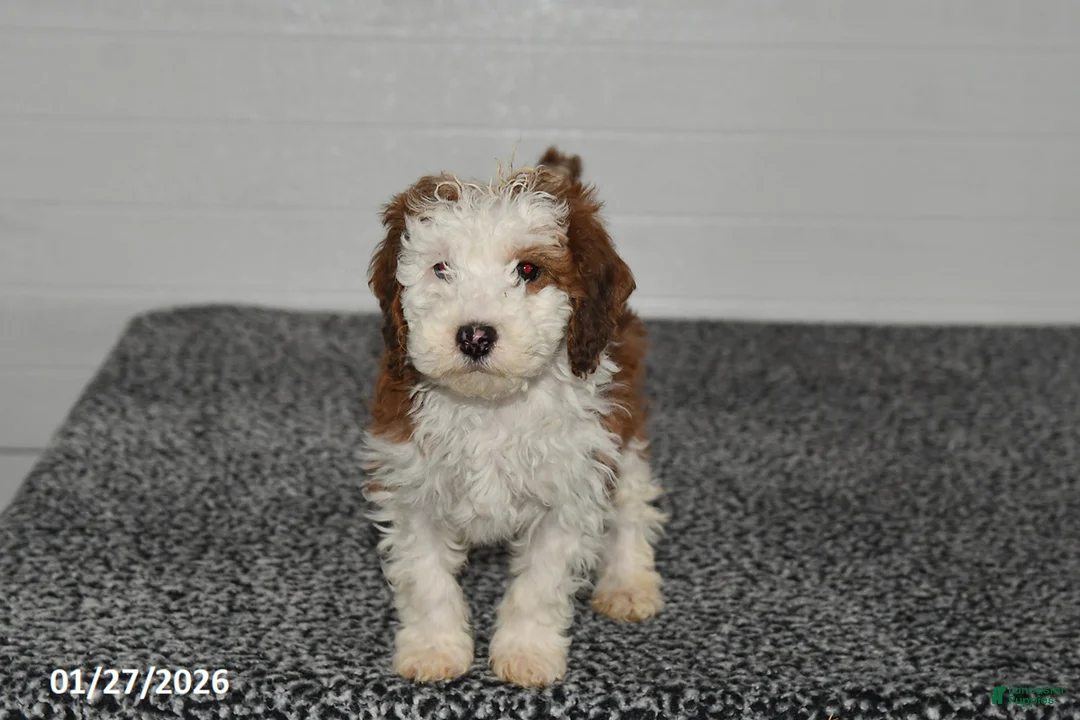 Mini Sheepadoodle dogs for sale: Leo - Ad 4