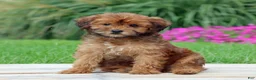 Yorkiepoo dogs for sale: Cinnamon - Ad 4