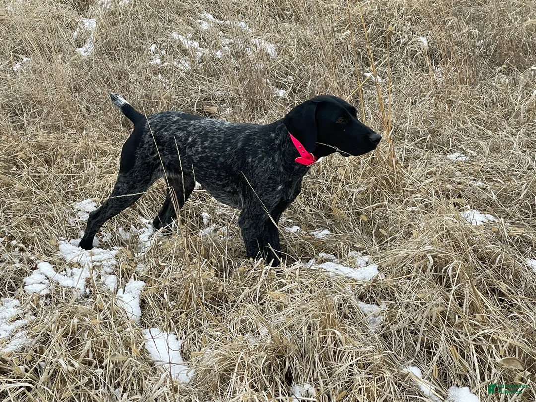 German Shorthaired Pointer dogs for sale: German Shorthaired Pointer Puppy 1 - Ad 4