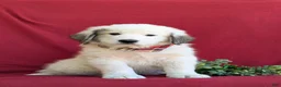 Mixed Breed dogs for sale: Morrison - Ad 3