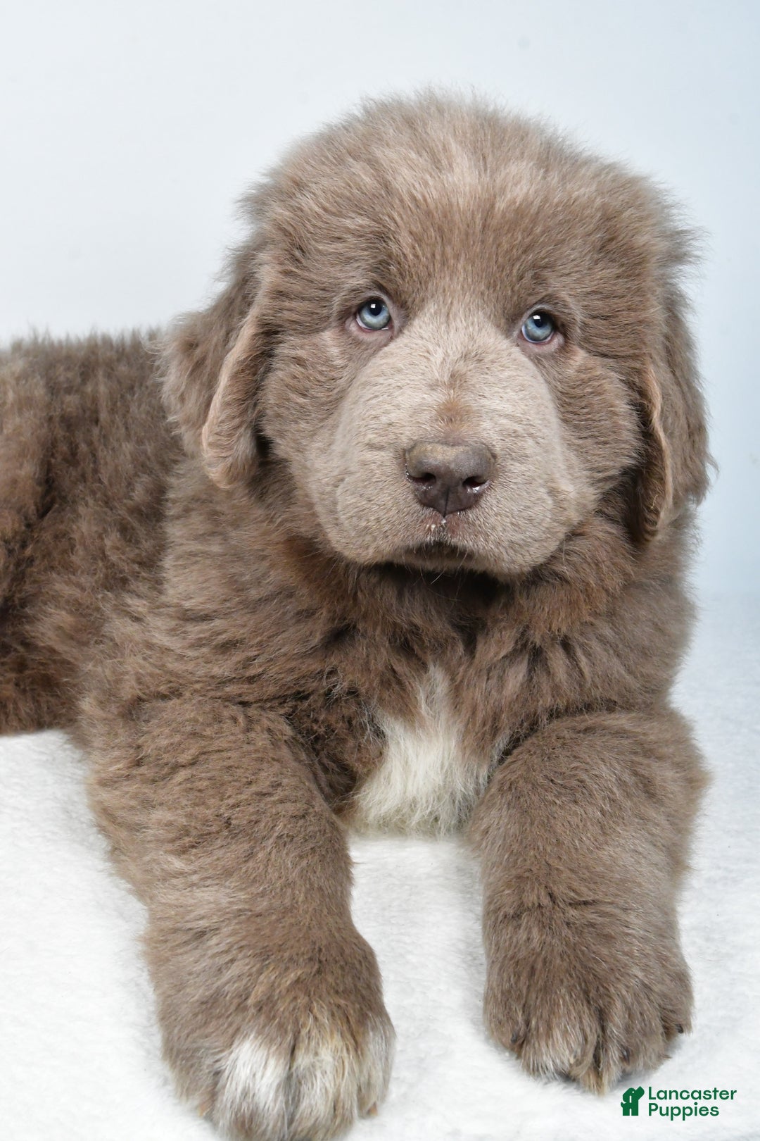 Newfoundland dogs for sale: Bingo - Ad 2