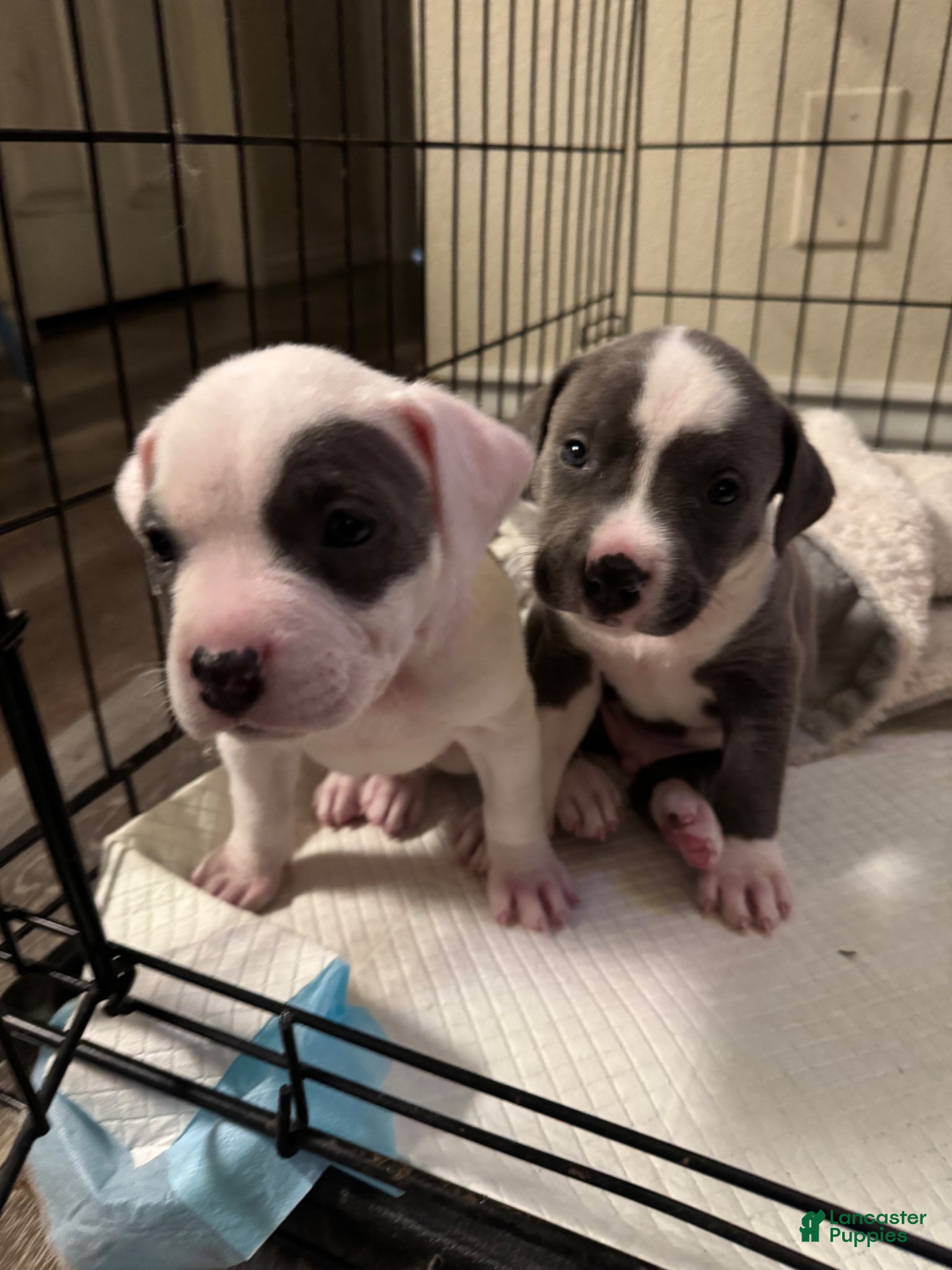 American Pit Bull Terrier dogs for sale: American Pit Bull Terrier Puppy 2 - Ad 5