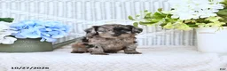 Mini Aussiedoodle dogs for sale: Chet - Ad 3