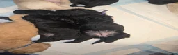 Miniature Labradoodle dogs for sale: Miniature Labradoodle Purple - Ad 5