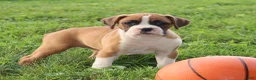 Boxer dogs for sale: Paisley - Ad 5
