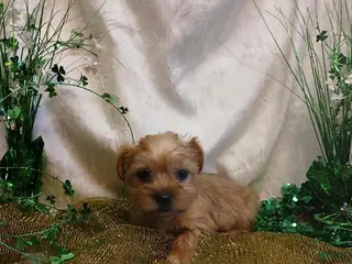 Yorkshire Terrier dogs for sale: TEACUP Brock - Ad 2