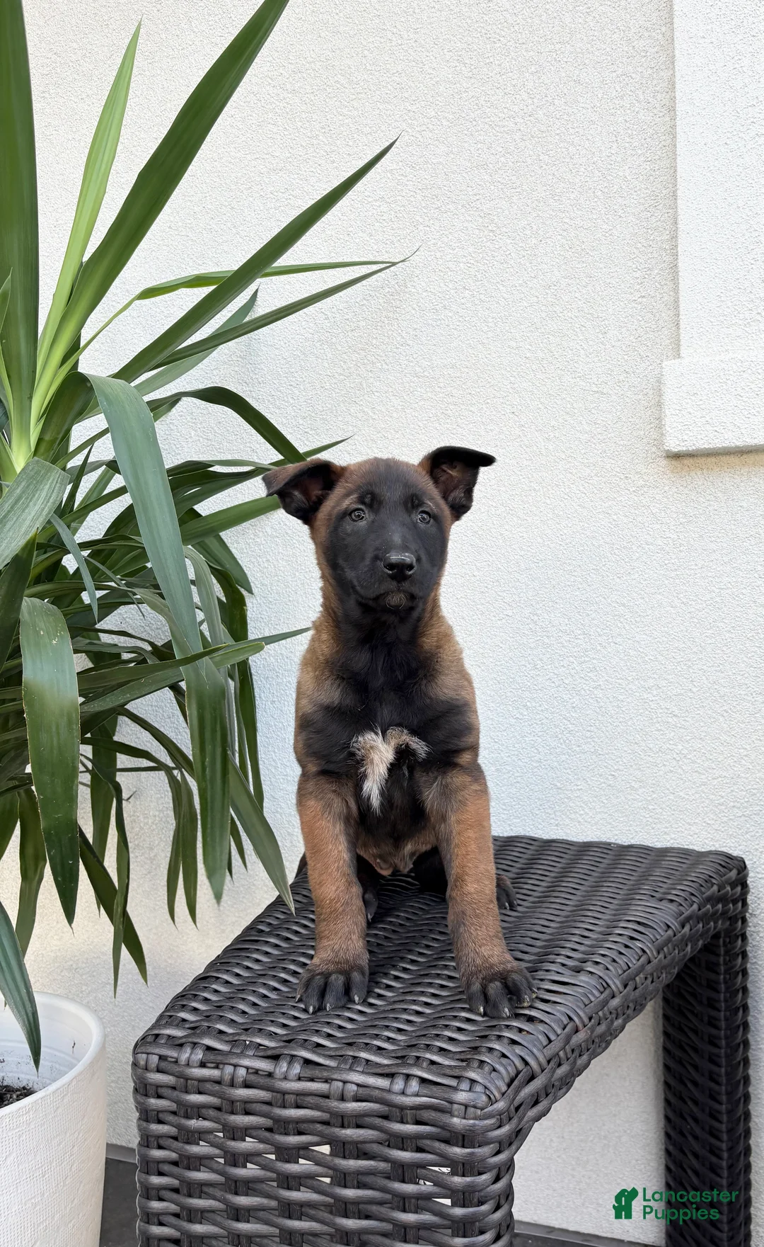 Belgian Malinois dogs for sale: Belgian Malinois Puppy (Molly) - Ad 1