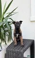 Belgian Malinois Puppy (Molly)