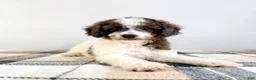 Bernedoodle dogs for sale: Margo - Ad 2