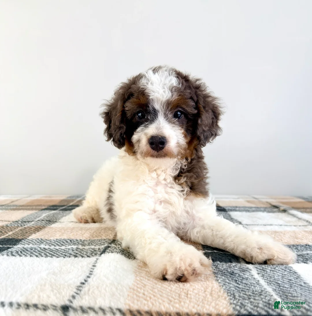Bernedoodle dogs for sale: Margo - Ad 2