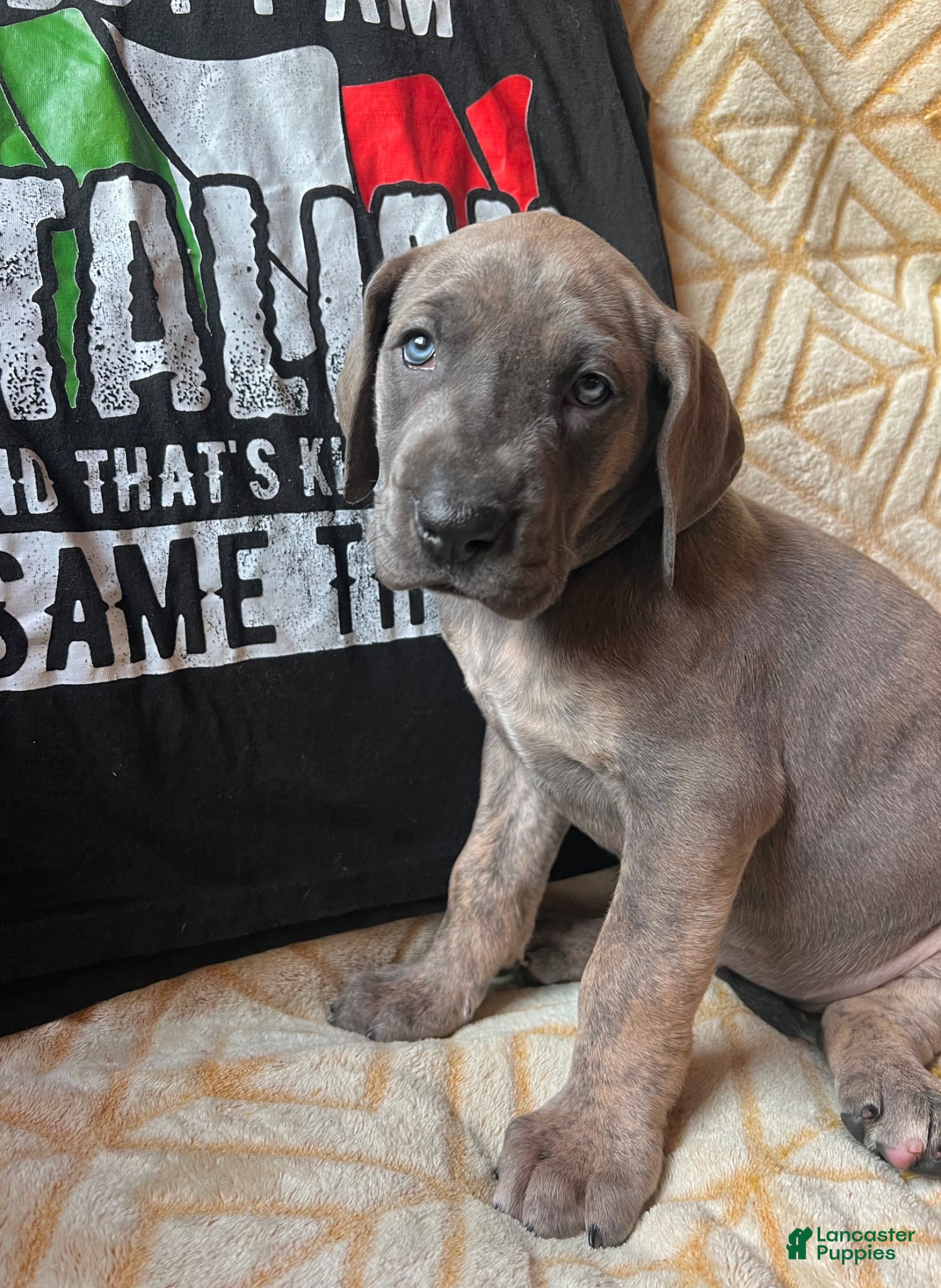 Great Dane dogs Francesca  - Ad 2