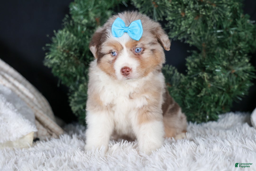 Miniature Australian Shepherd dogs for sale: SCOOTER - Ad 13