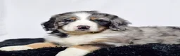 Bernedoodle dogs for sale: Mr. Harley - Ad 5