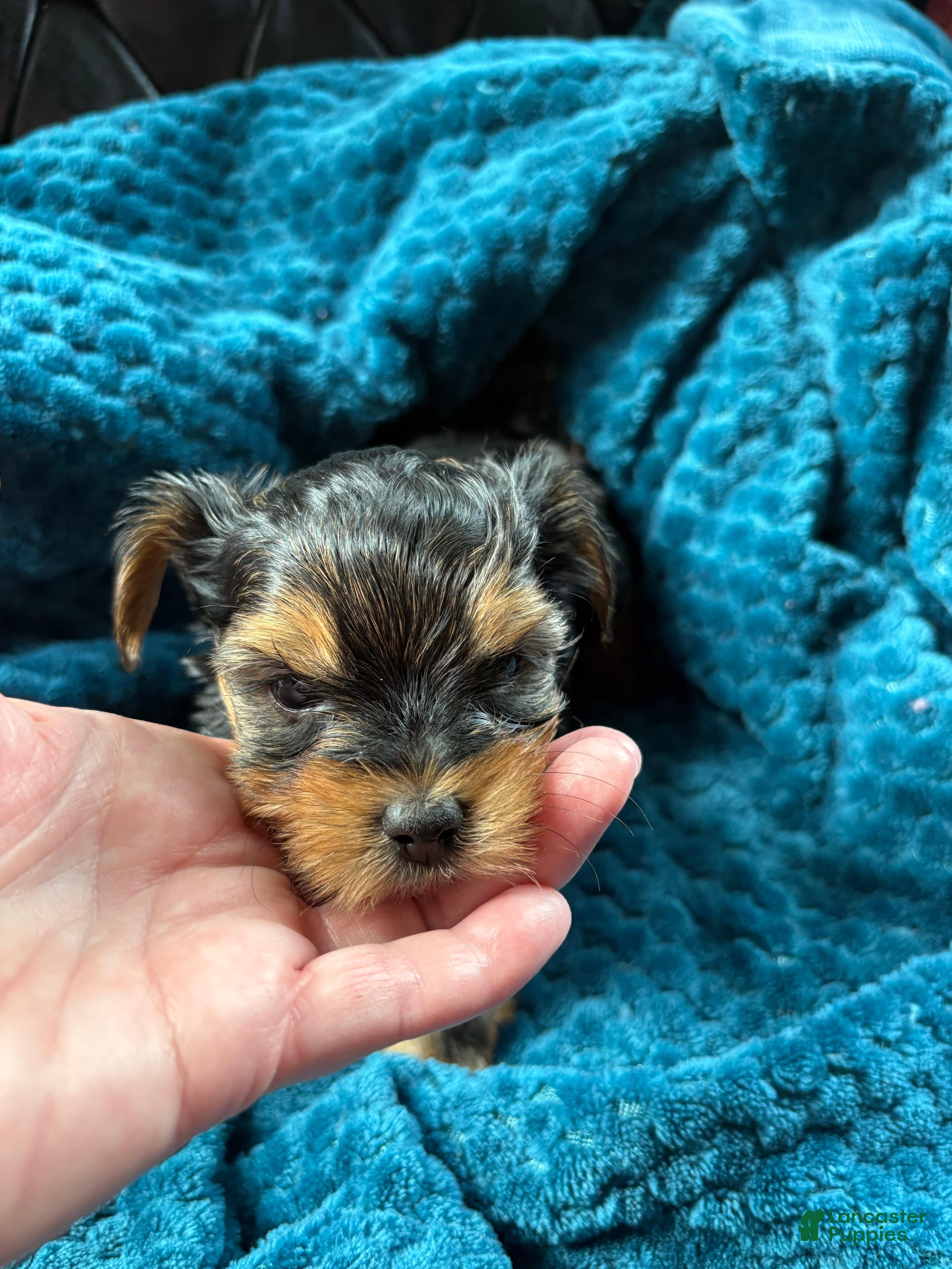 Yorkshire Terrier dogs for sale: Yorkshire Terrier Puppy 3 - Ad 2