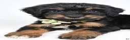 Mixed Breed dogs for sale: Tally - Ad 5