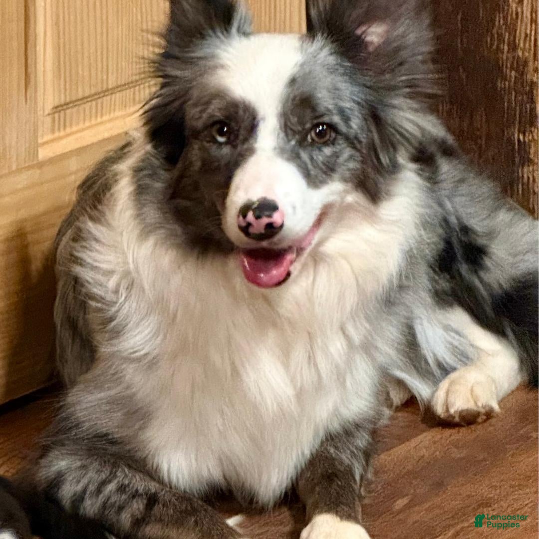 Border Collie dogs Aspen - Ad 2