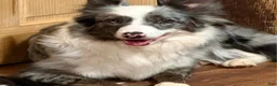 Border Collie dogs for sale: Aspen - Ad 2