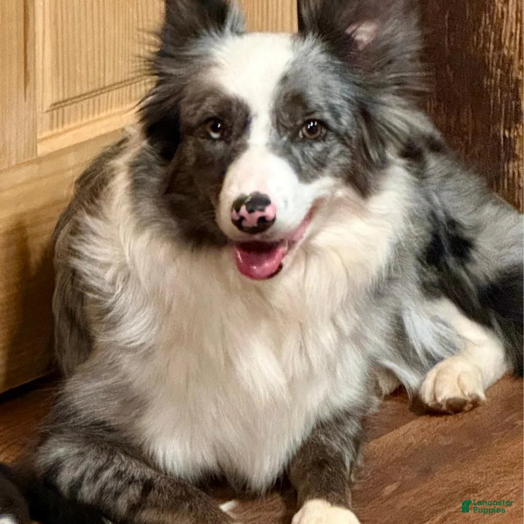 Border Collie dogs for sale: Aspen - Ad 2