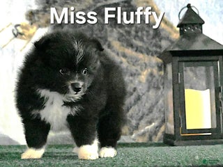 Pomeranian dogs - Ad 33