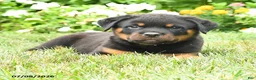 Rottweiler dogs for sale: Knox - Ad 3