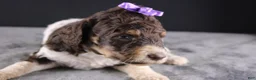 Standard Poodle dogs for sale: Loretta L - Ad 6