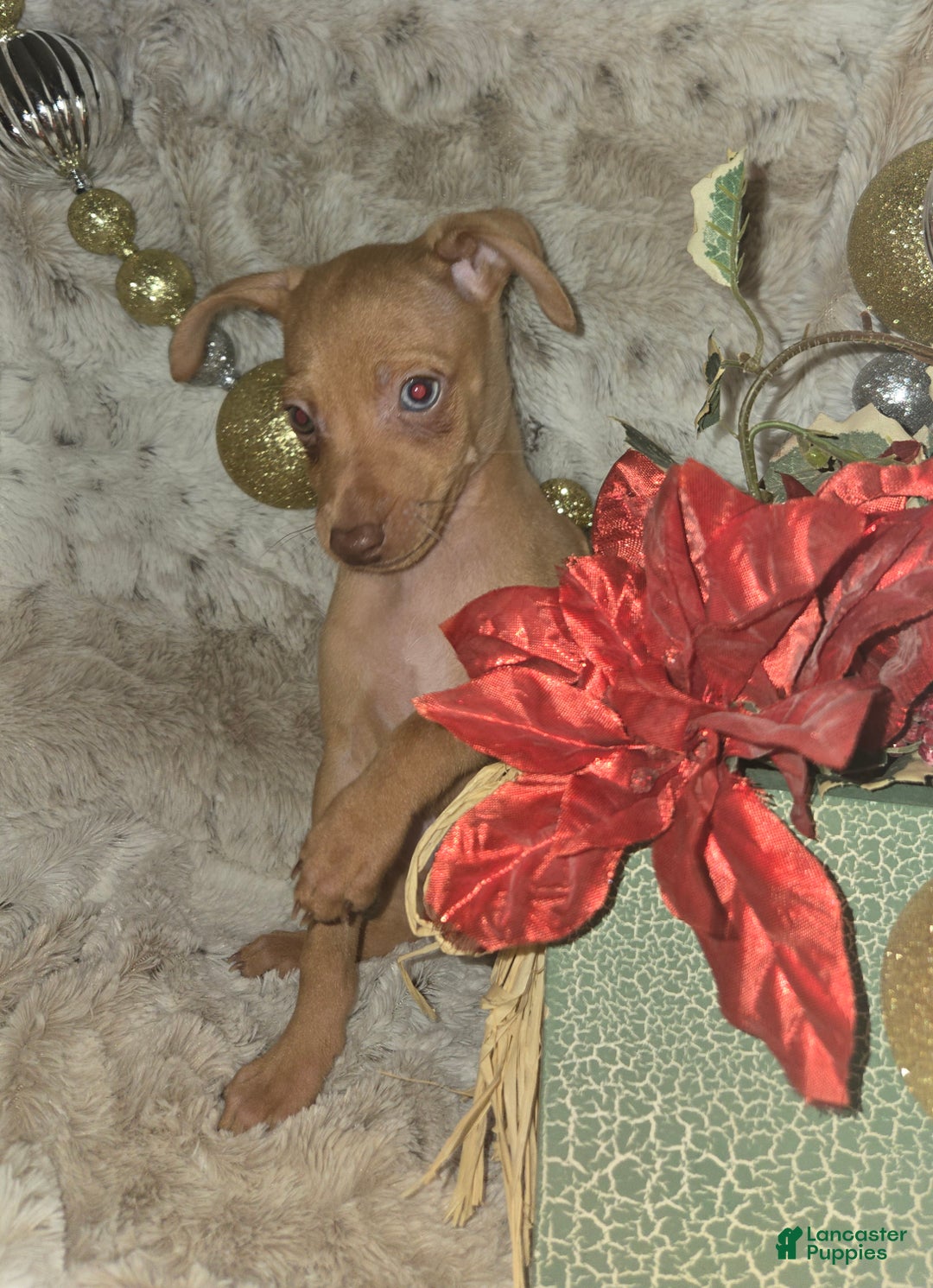 Miniature Pinscher dogs for sale: Dylan, stag chocolate merle - Ad 12