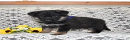 German Shepherd dogs for sale: Atlas - Ad 6