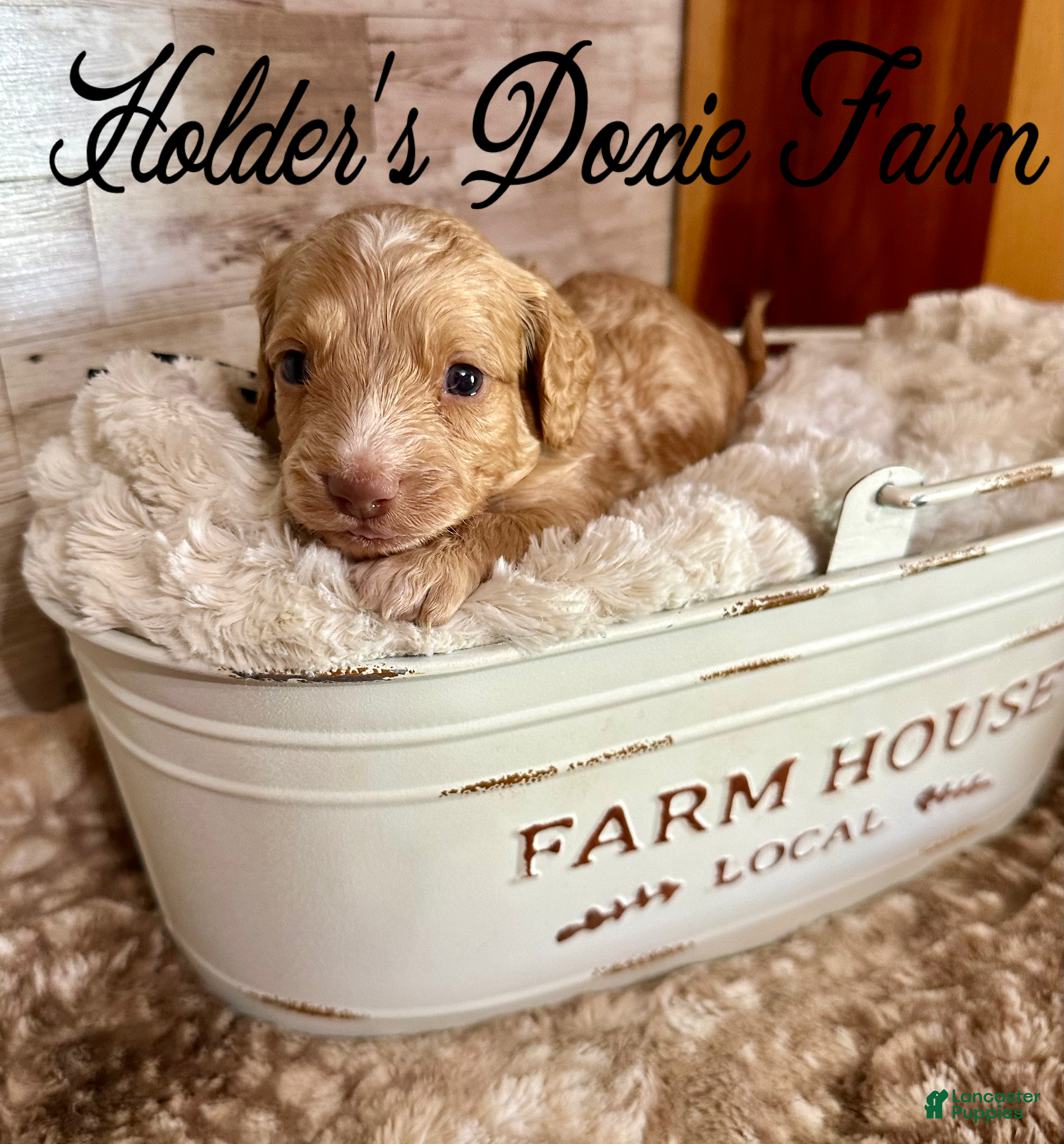Miniature Dachshund dogs Doc - Ad 28