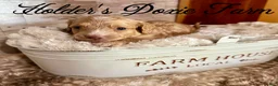 Miniature Dachshund dogs for sale: Doc - Ad 1
