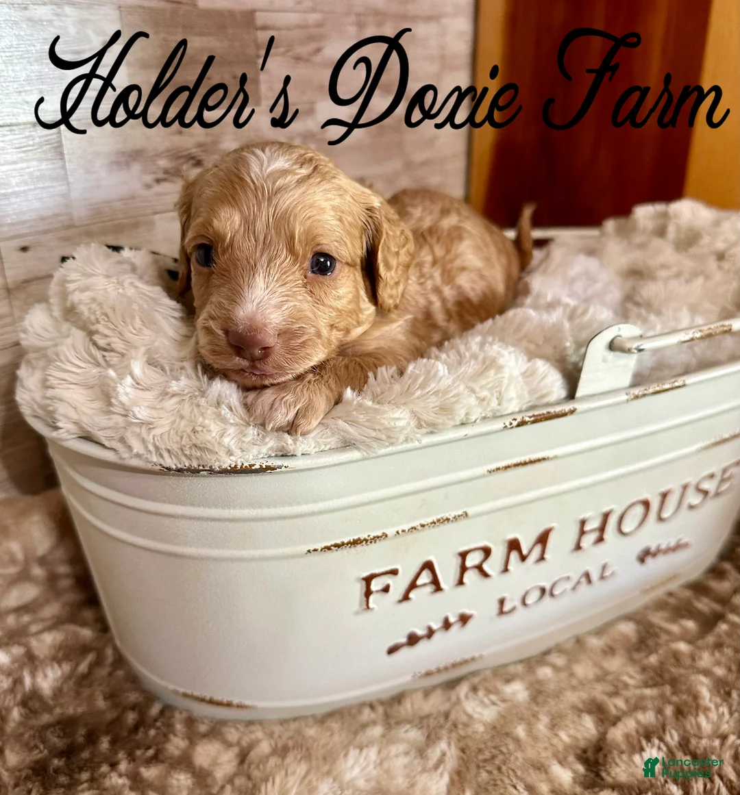 Miniature Dachshund dogs for sale: Doc - Ad 1