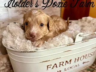 Miniature Dachshund dogs Doc - Ad 41