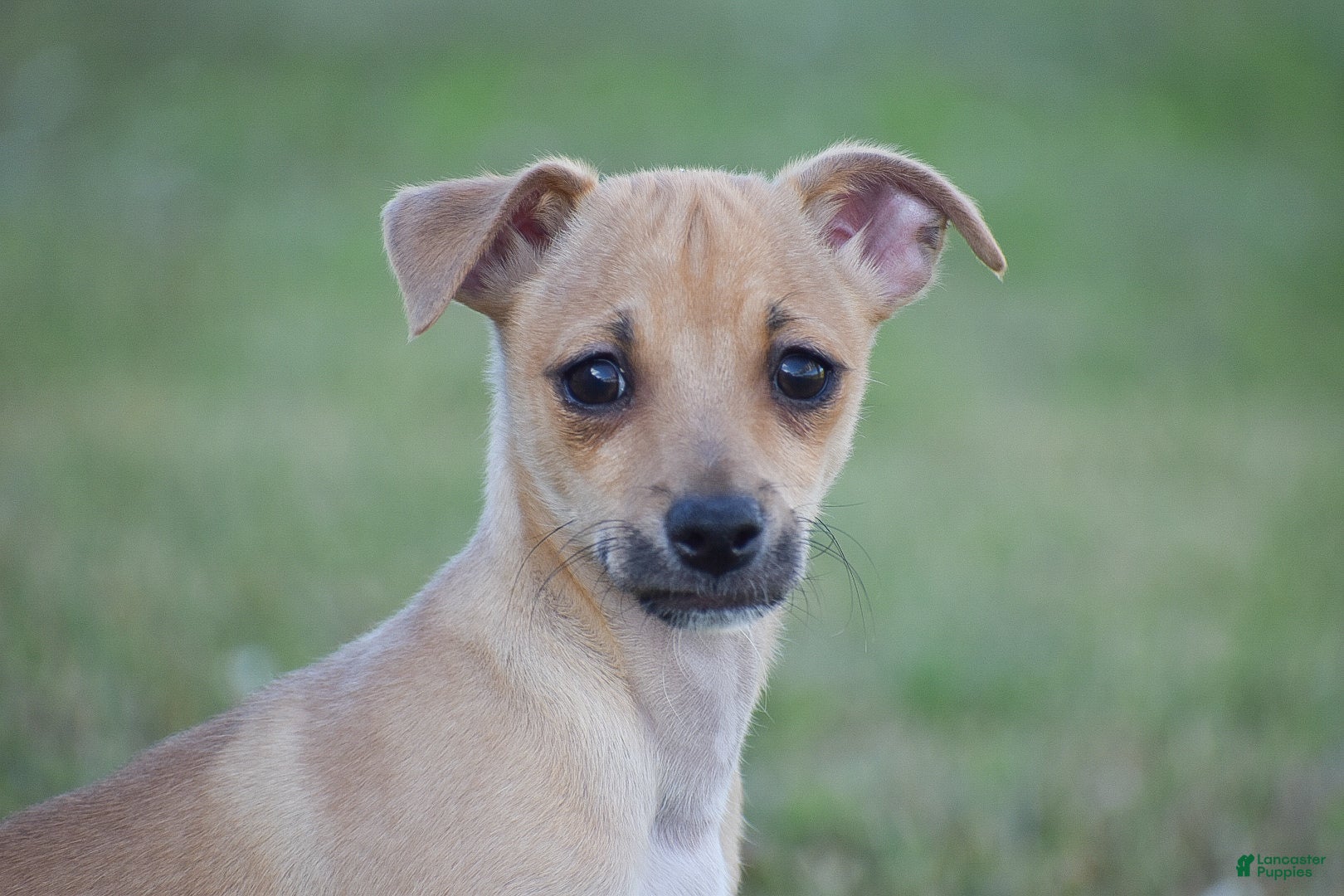 Chihuahua dogs Aiden - Ad 2