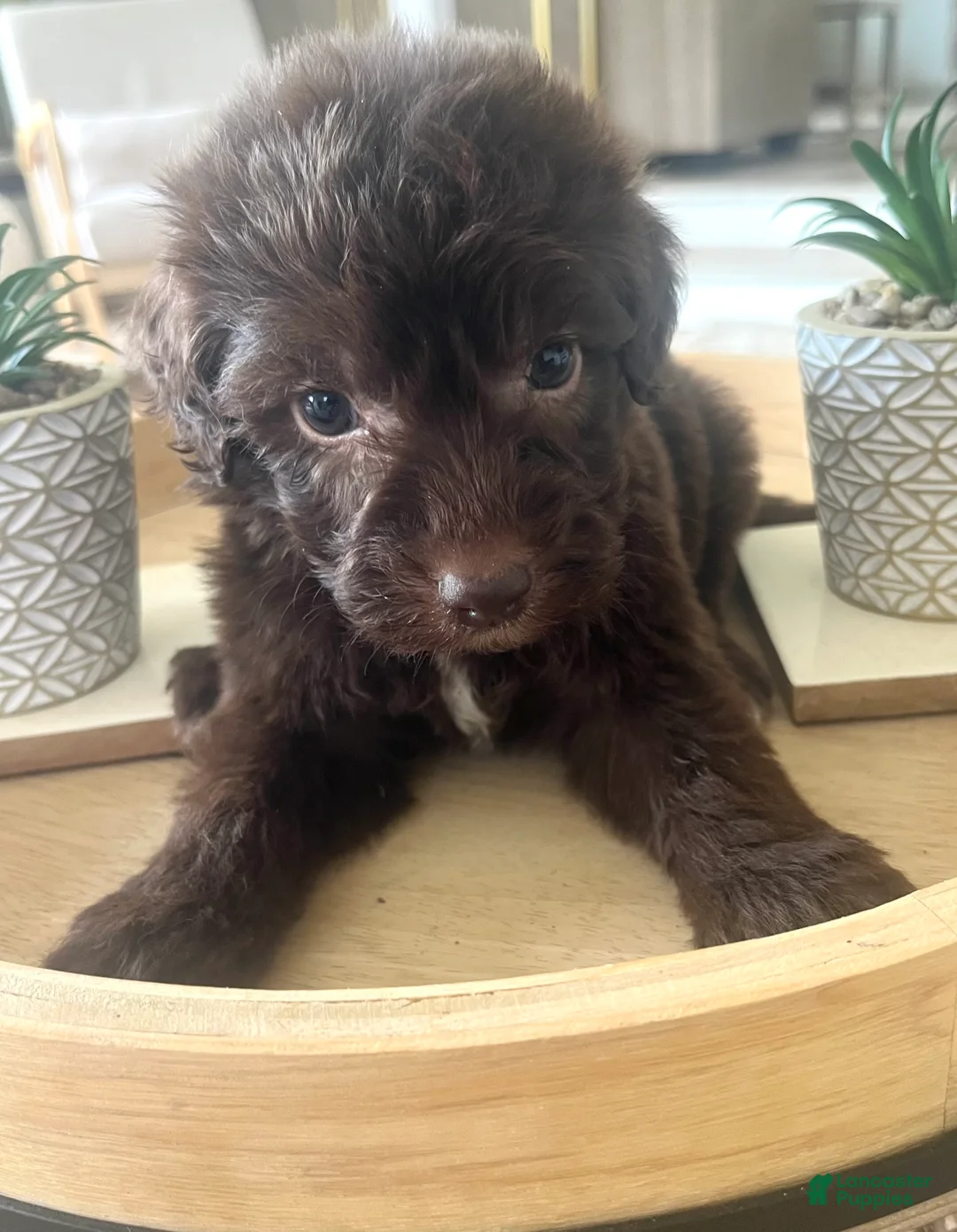 Mixed Breed dogs for sale: Carlton - Ad 2