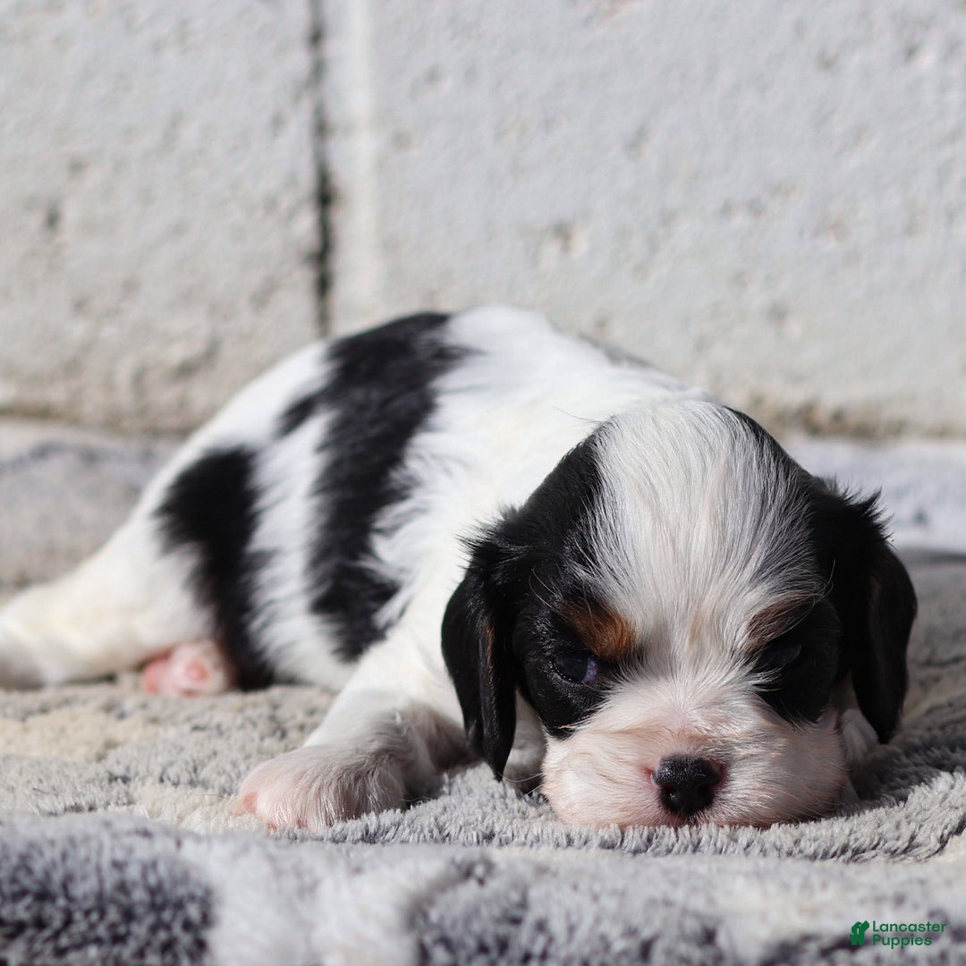 Cavalier King Charles Spaniel dogs for sale: Myles - Ad 4