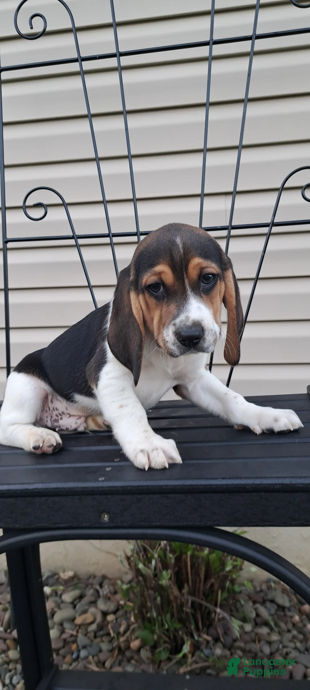 Beagle dogs for sale: TOBY - Ad 2
